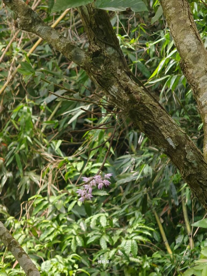 Dendrobium aduncum photo 7