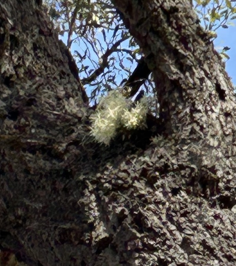 Dendrobium aemulum photo 2