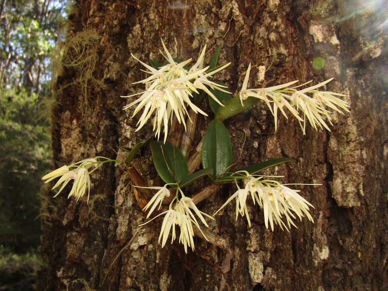Dendrobium aemulum photo 3