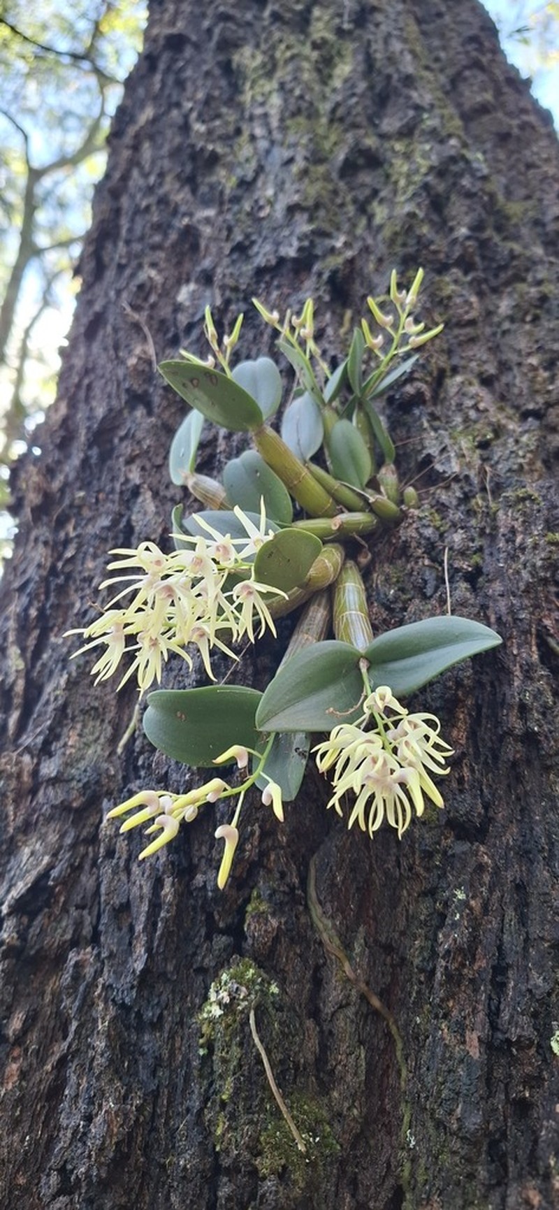 Dendrobium aemulum photo 4