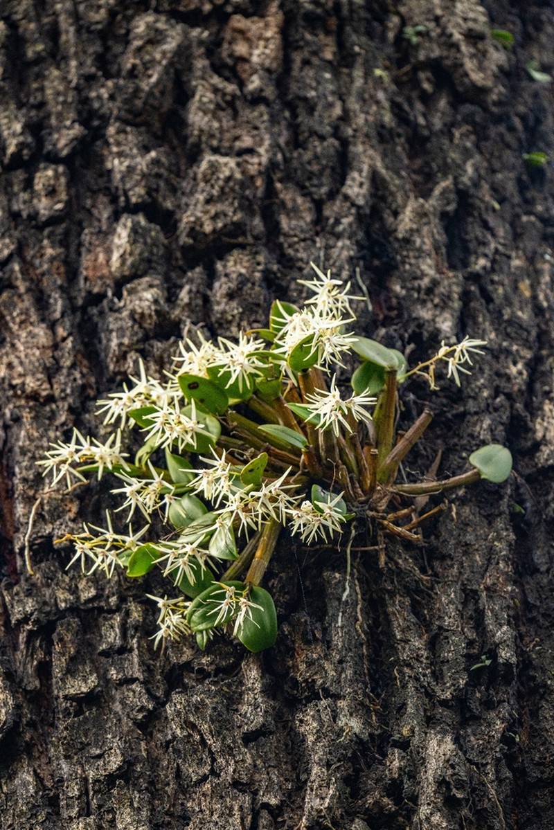 Dendrobium aemulum photo 5