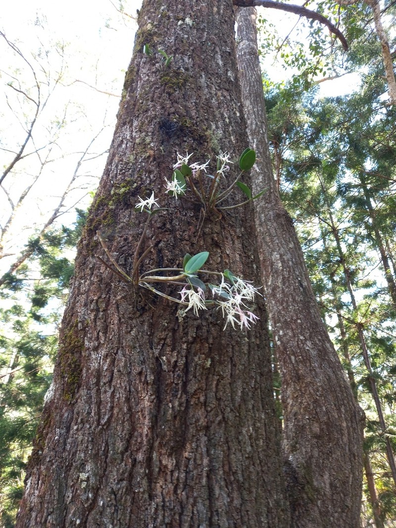 Dendrobium aemulum photo 6