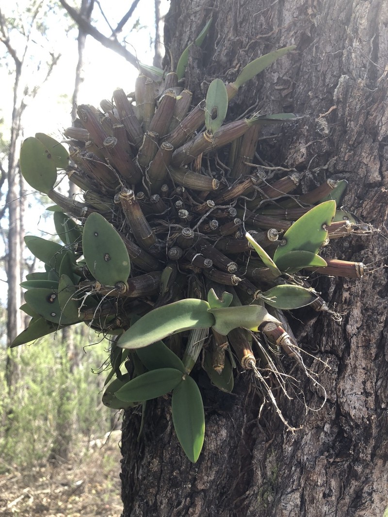 Dendrobium aemulum photo 7