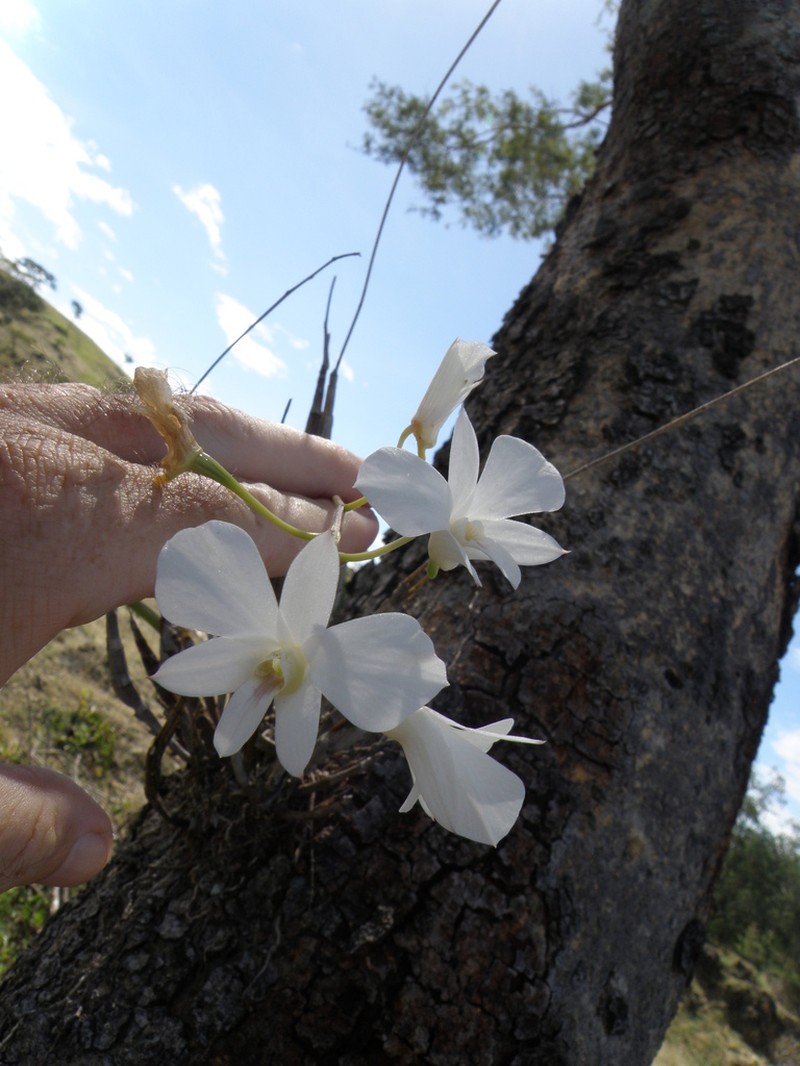 Dendrobium affine