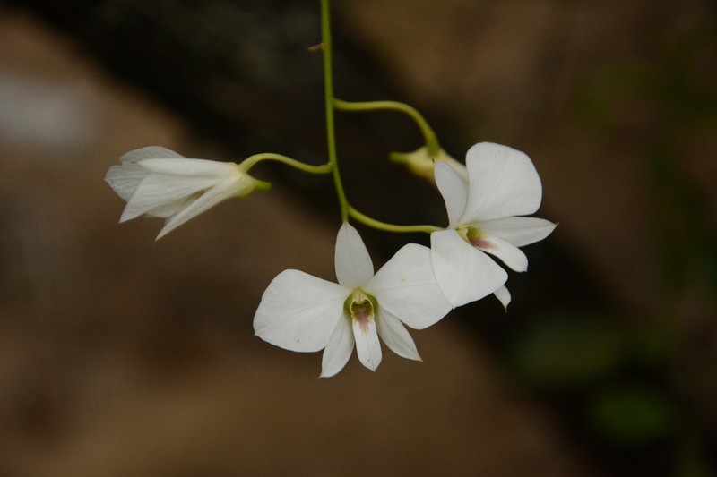 Dendrobium affine photo 2
