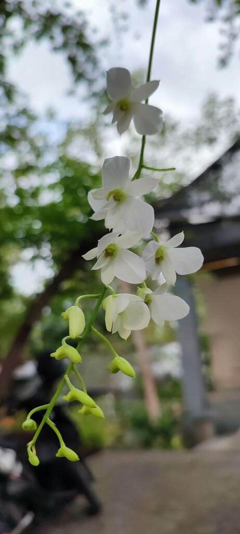 Dendrobium affine photo 3