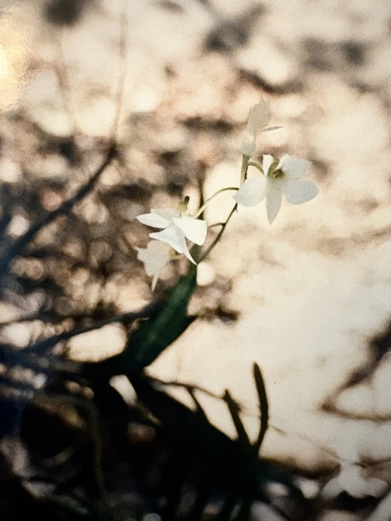 Dendrobium affine photo 4