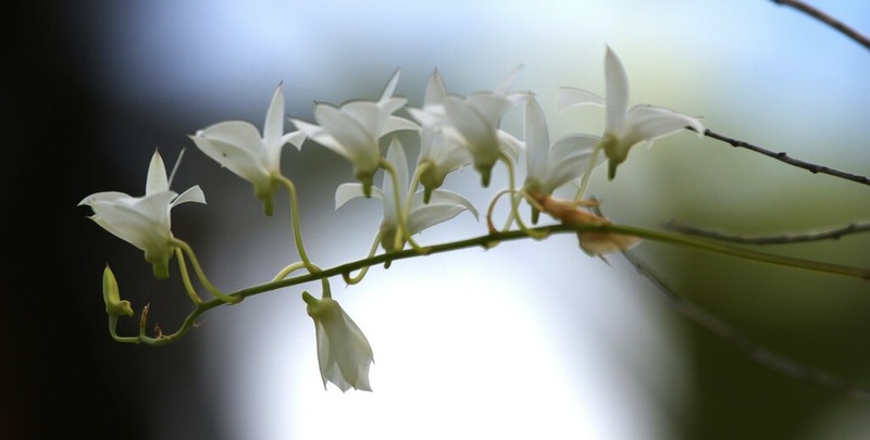 Dendrobium affine photo 5