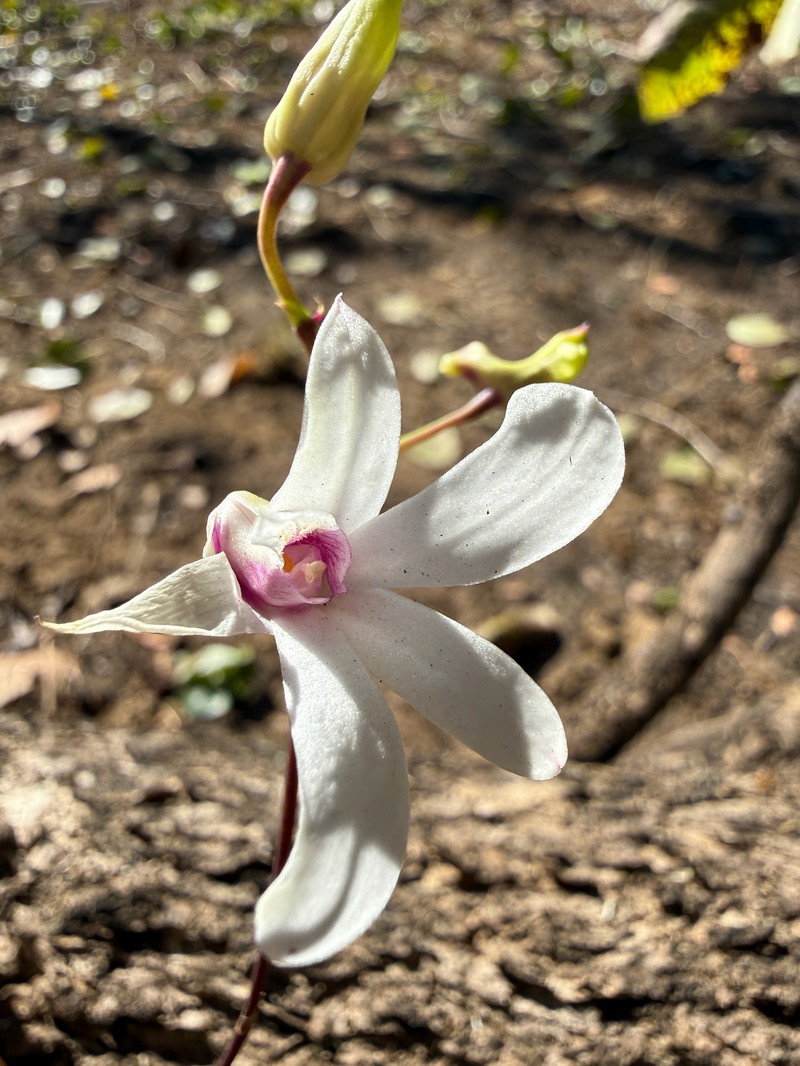 Dendrobium affine photo 7
