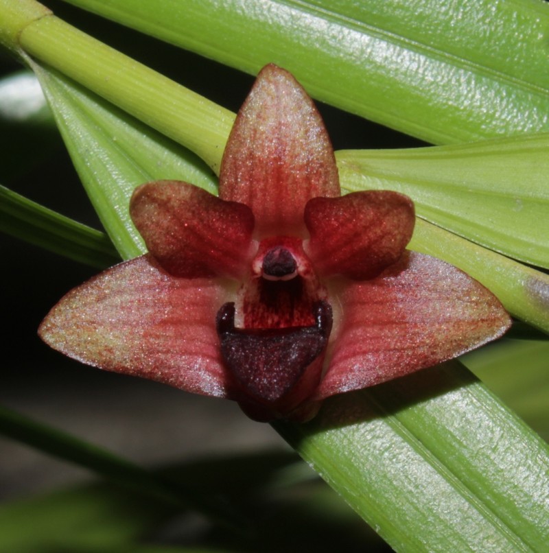 Dendrobium agrostophylloides