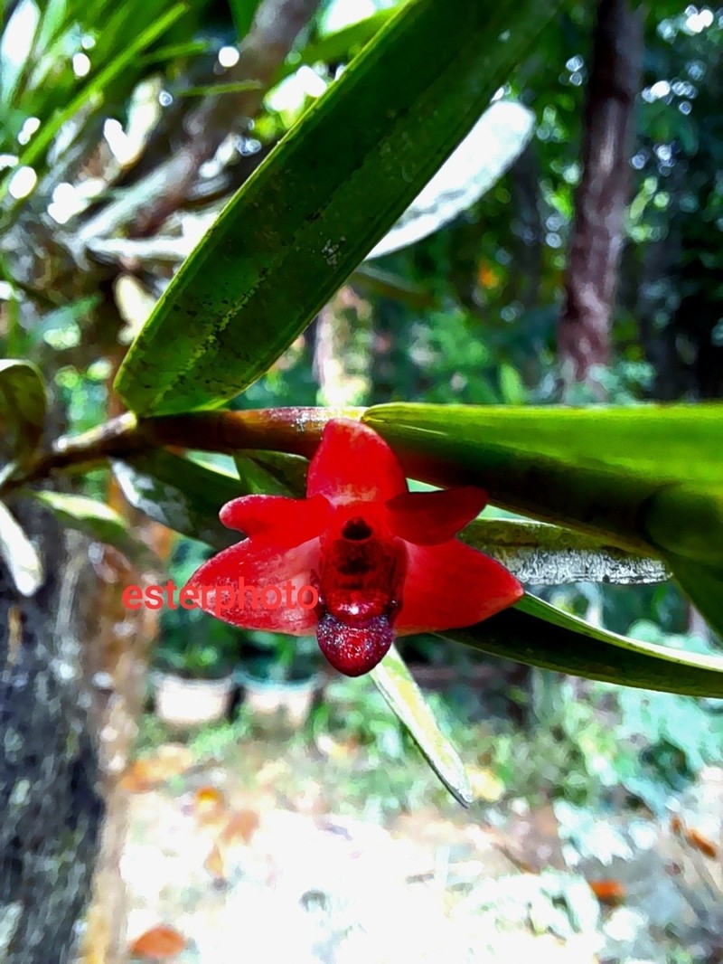 Dendrobium agrostophylloides photo 2