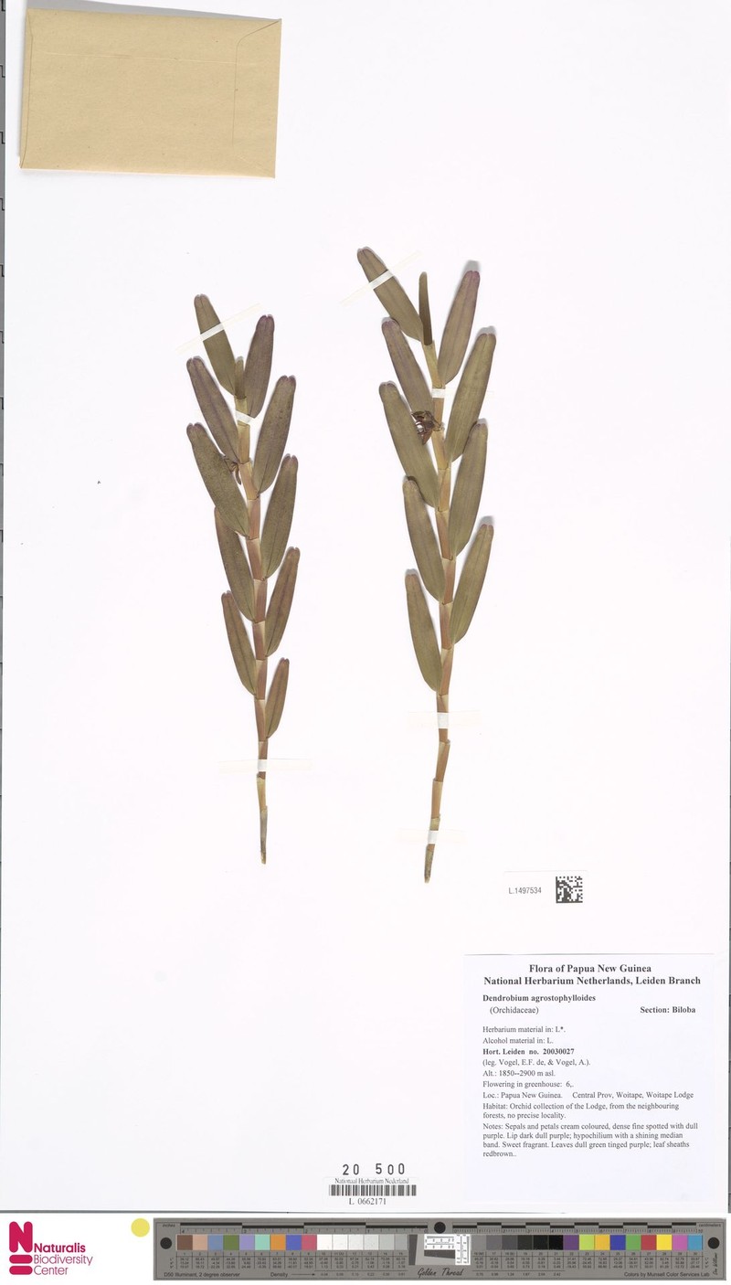 Dendrobium agrostophylloides photo 3