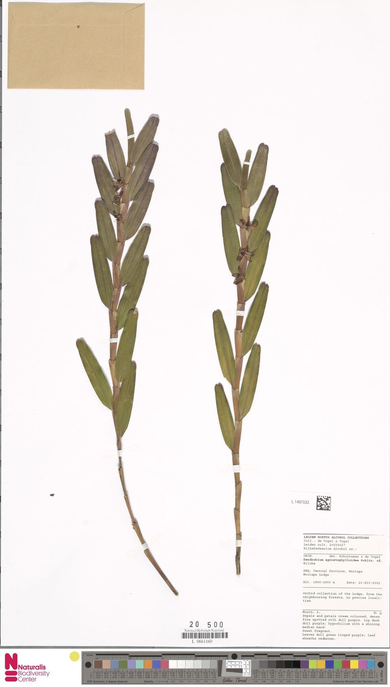 Dendrobium agrostophylloides photo 4
