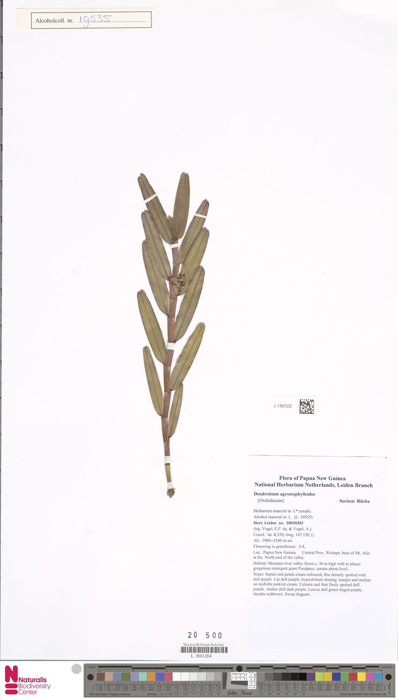 Dendrobium agrostophylloides photo 5