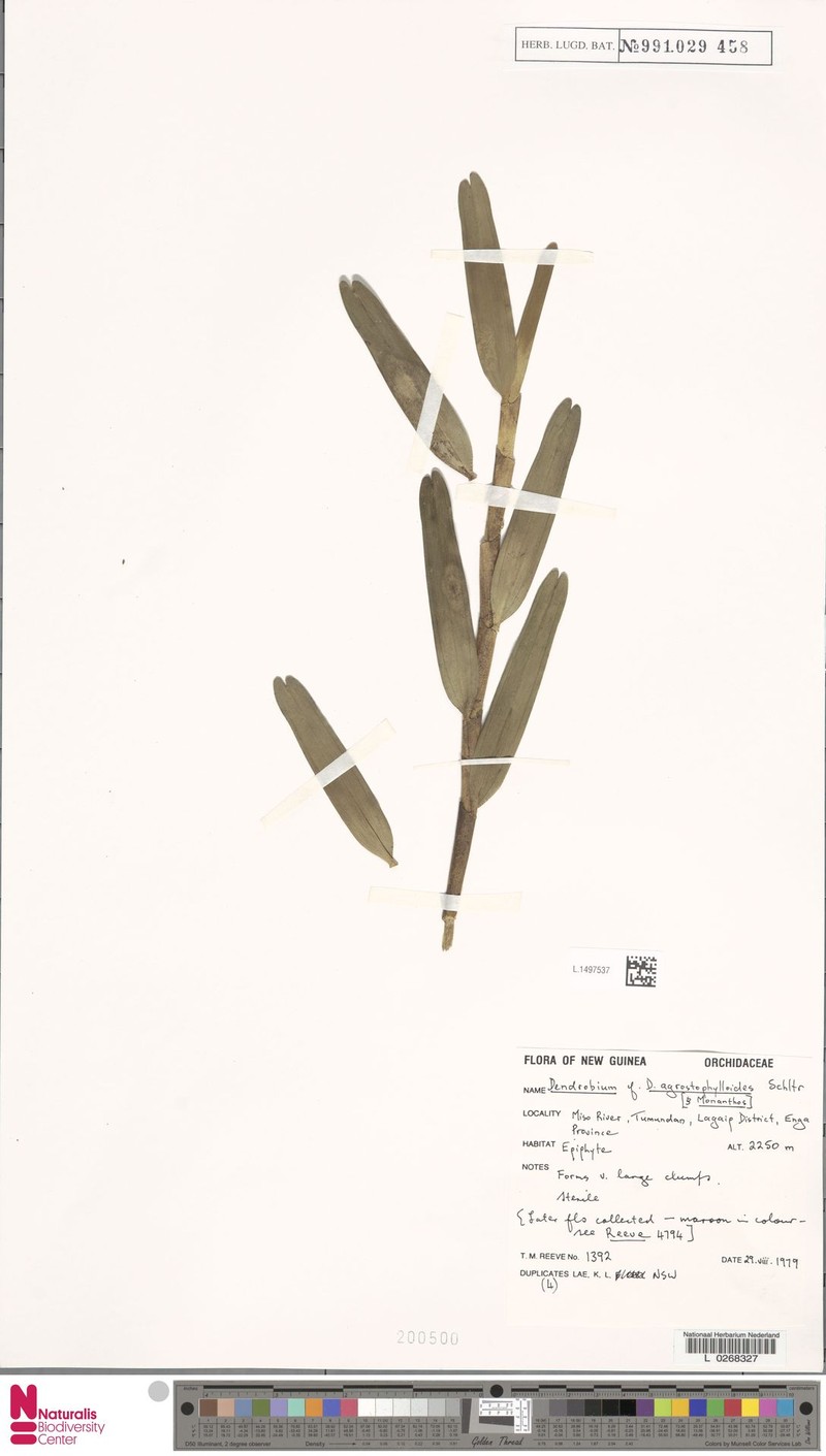 Dendrobium agrostophylloides photo 6