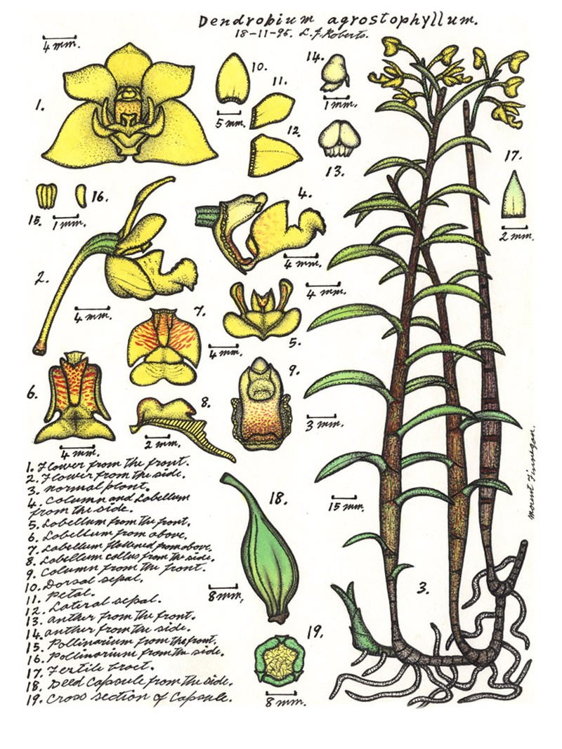 Dendrobium agrostophyllum