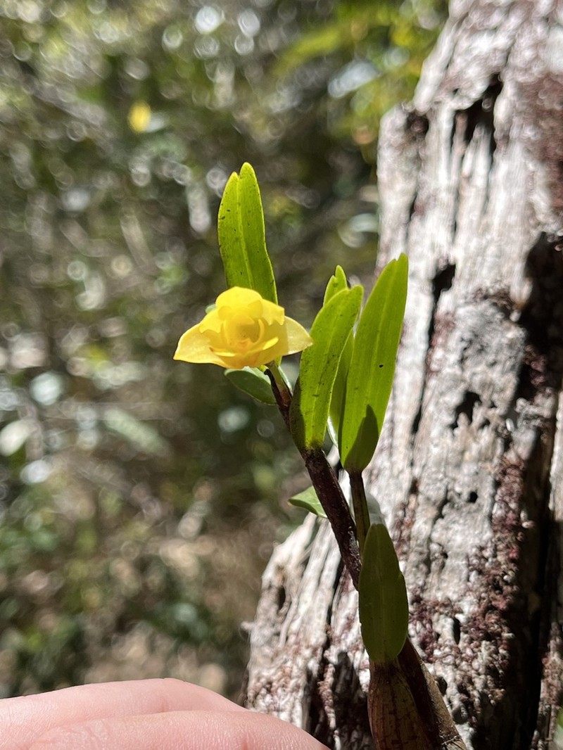 Dendrobium agrostophyllum photo 2
