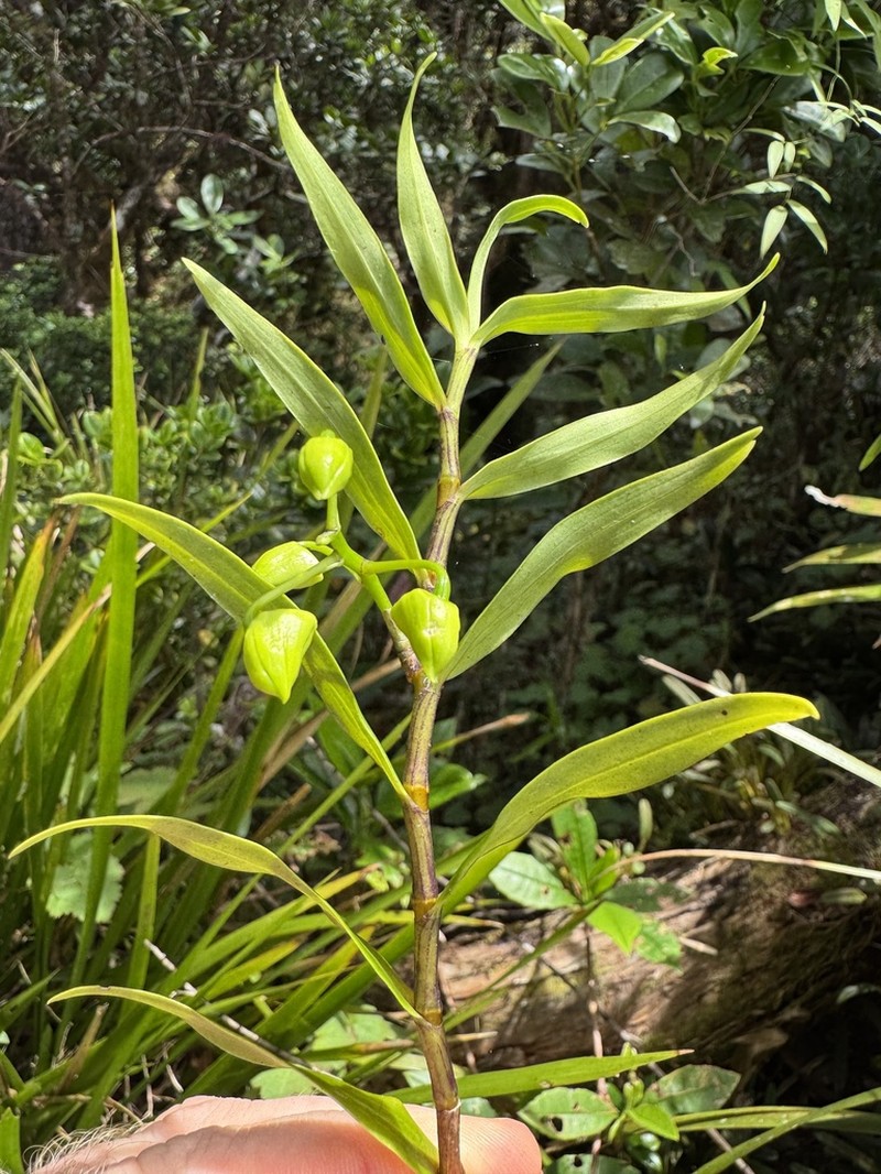 Dendrobium agrostophyllum photo 3