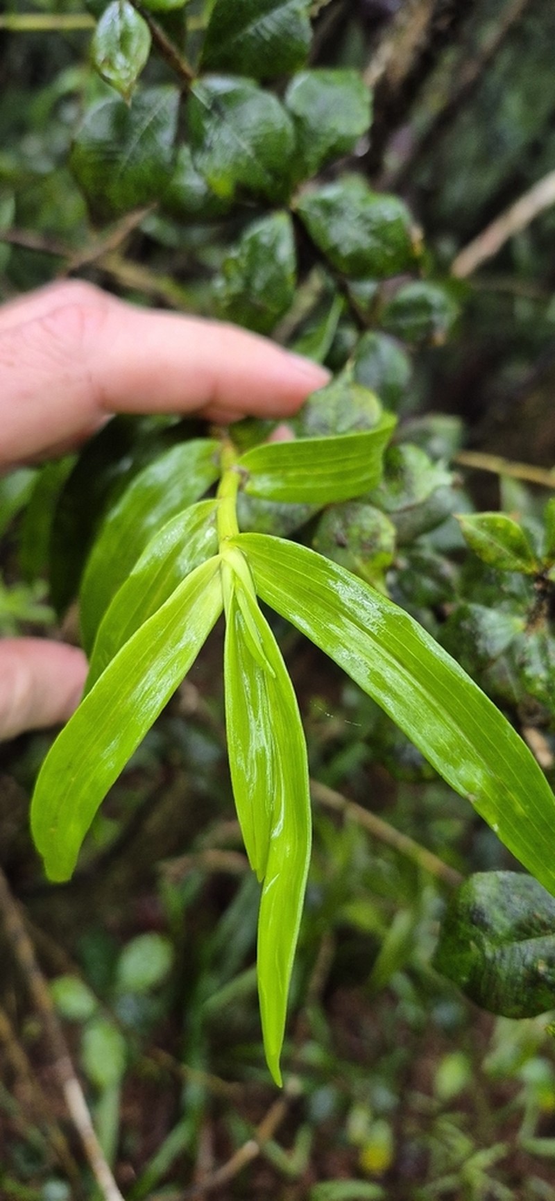 Dendrobium agrostophyllum photo 4