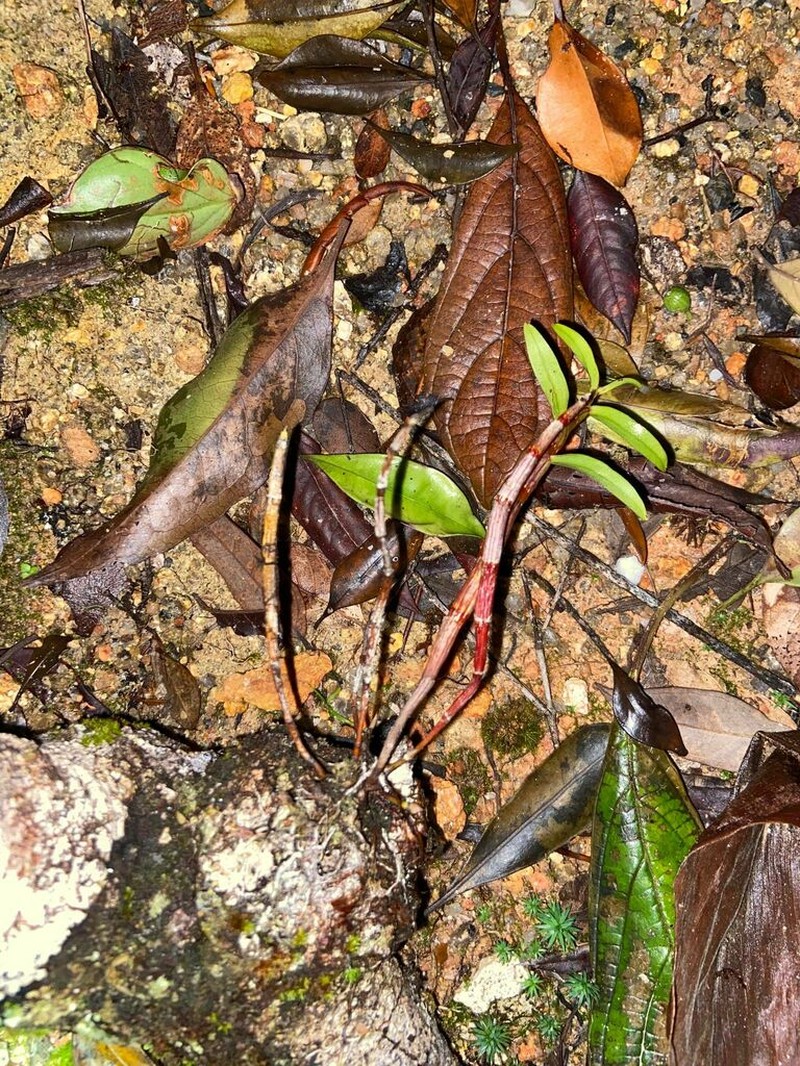 Dendrobium agrostophyllum photo 6
