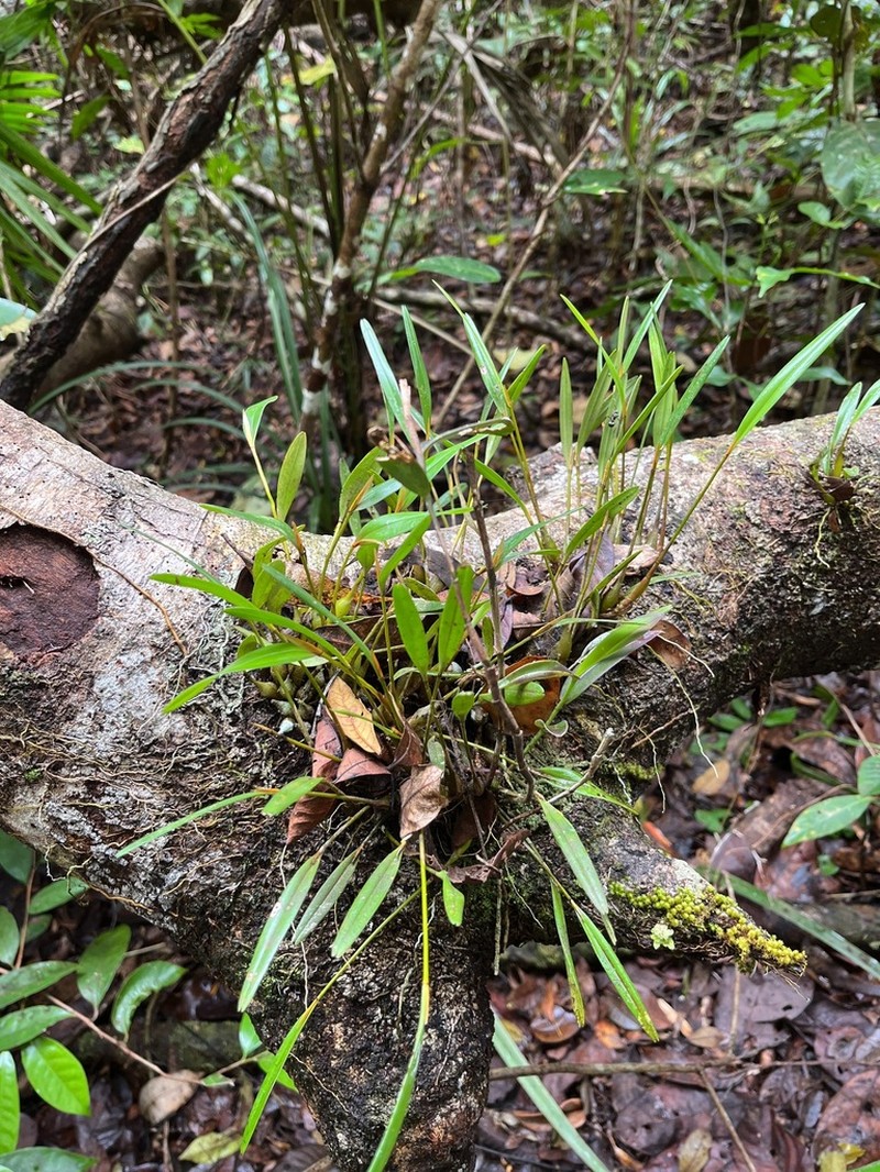 Dendrobium ajoebii