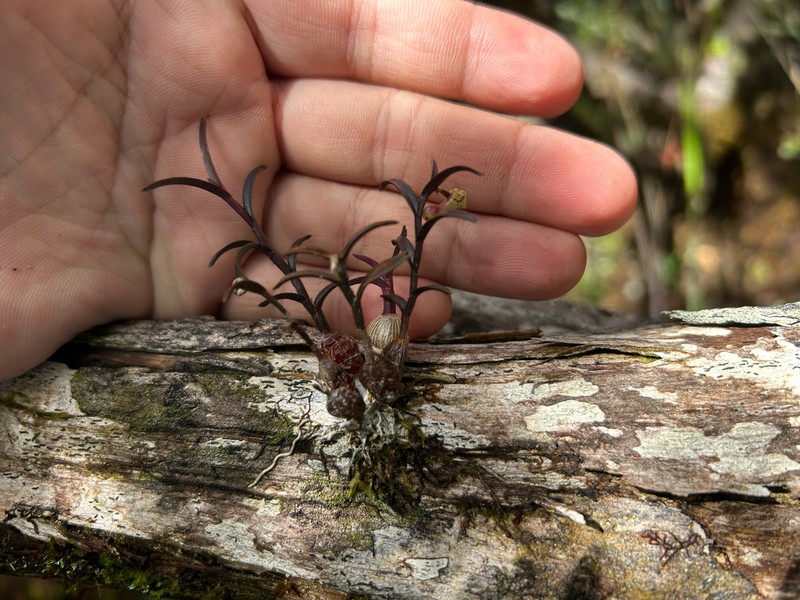 Dendrobium alabense