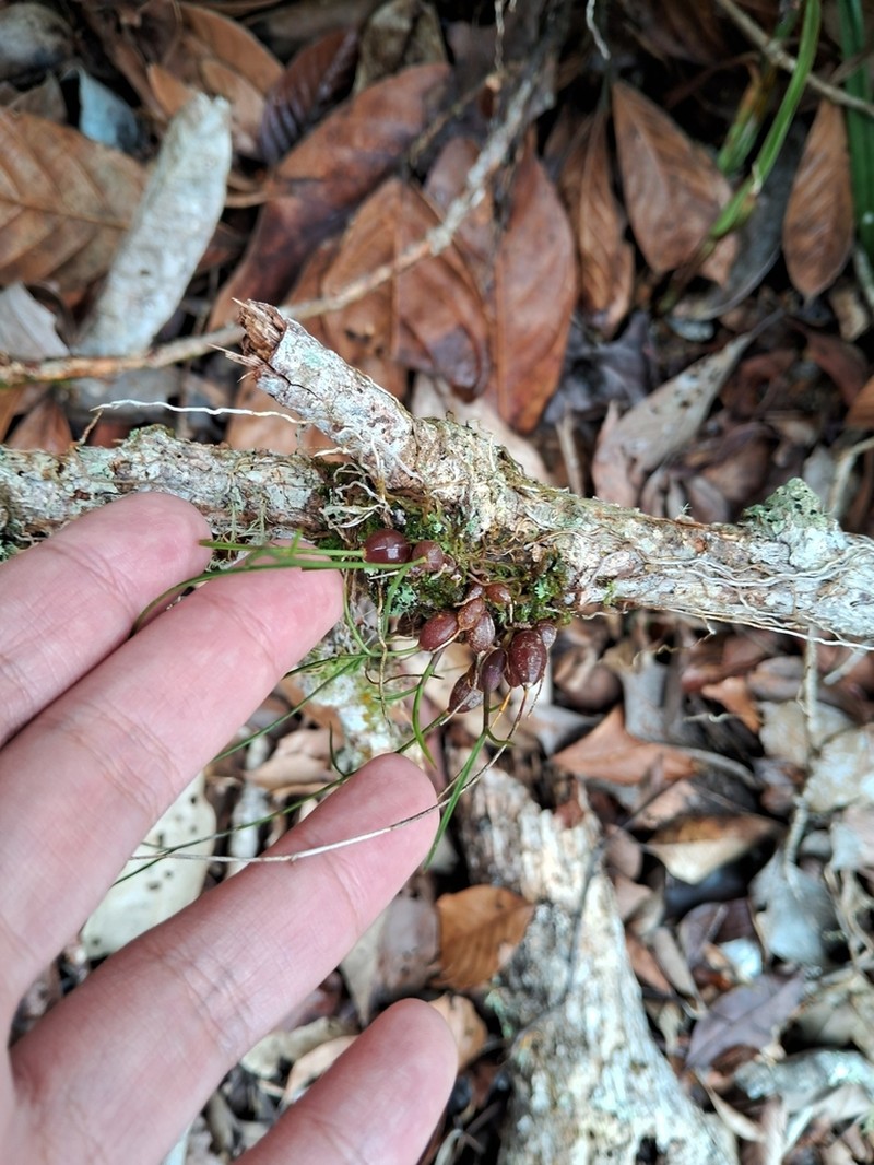 Dendrobium alabense photo 2