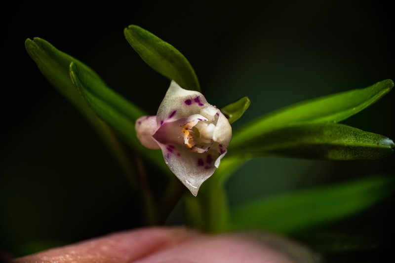 Dendrobium alabense photo 3