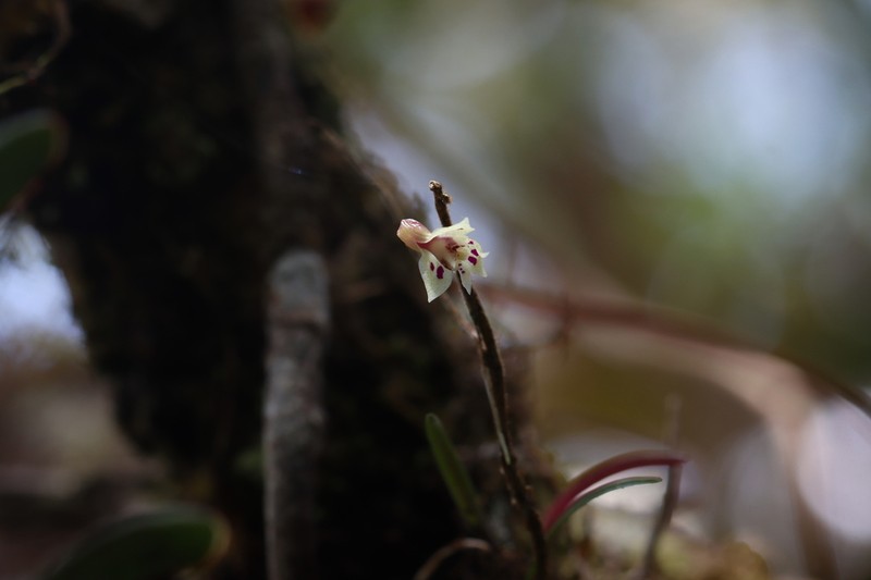 Dendrobium alabense photo 4