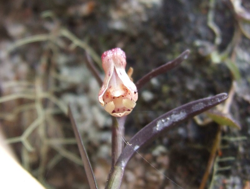Dendrobium alabense photo 5