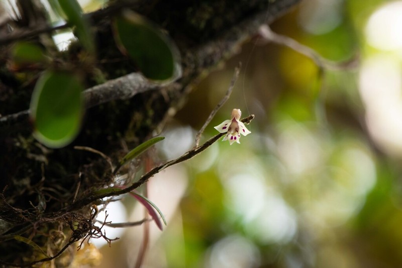 Dendrobium alabense photo 6