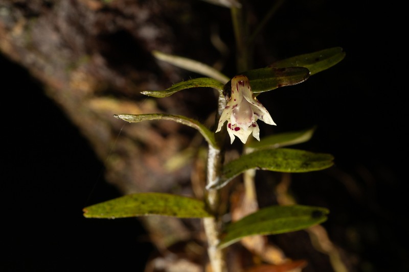 Dendrobium alabense photo 7