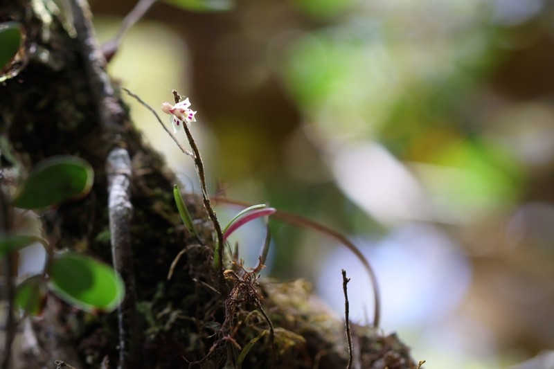 Dendrobium alabense photo 8