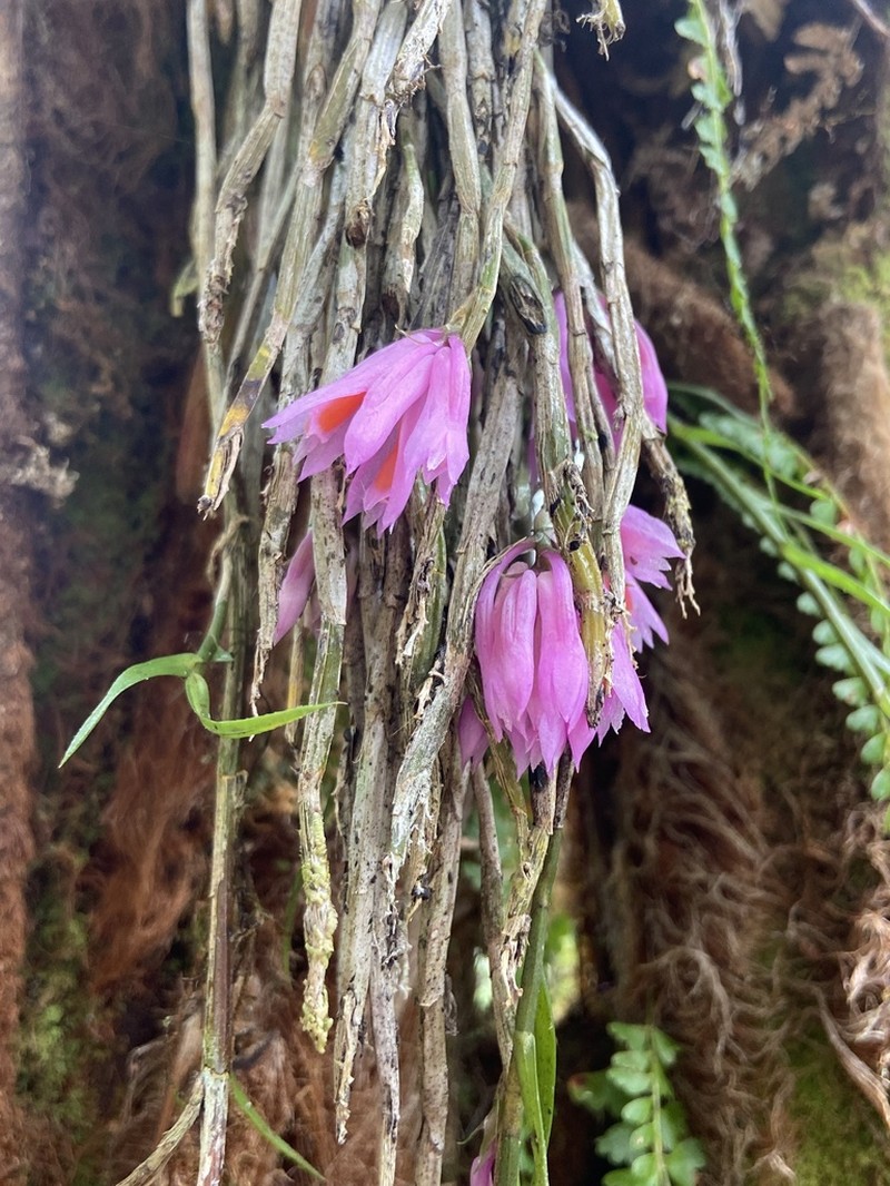 Dendrobium alaticaulinum