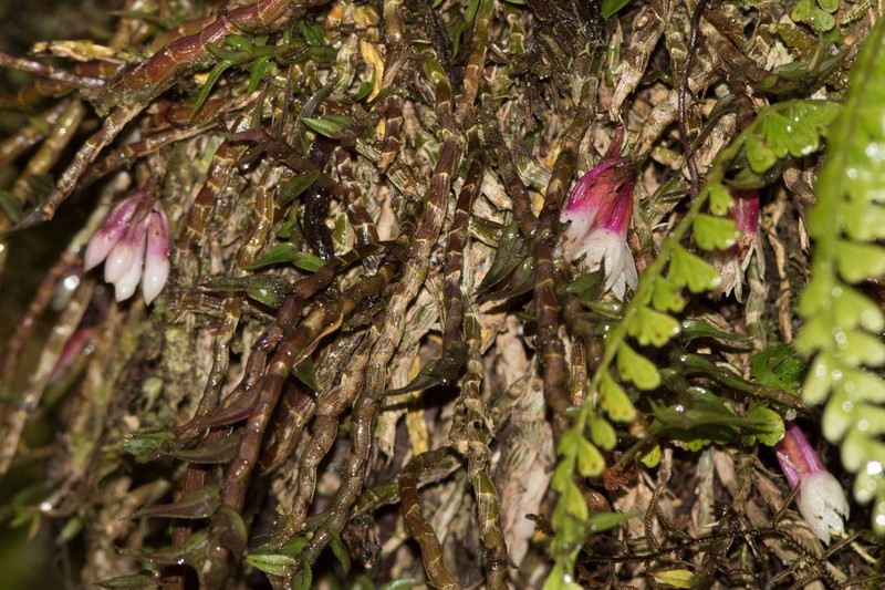 Dendrobium alaticaulinum photo 2