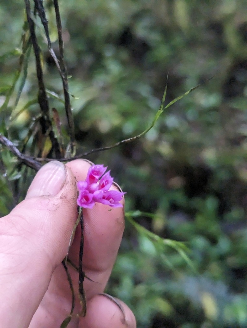 Dendrobium alaticaulinum photo 3