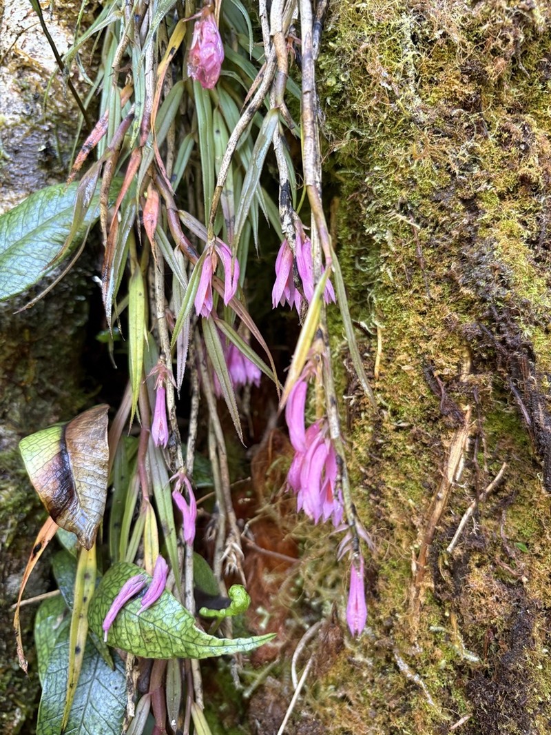 Dendrobium alaticaulinum photo 5