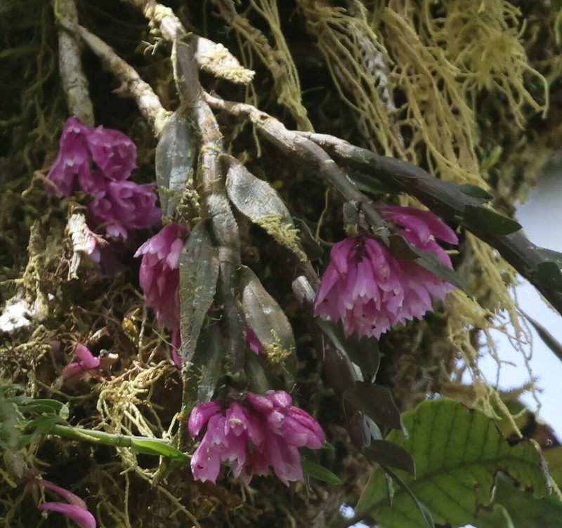 Dendrobium alaticaulinum photo 6