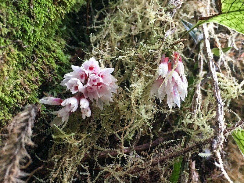 Dendrobium alaticaulinum photo 7