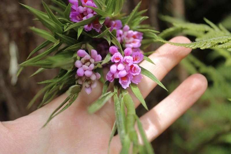 Dendrobium alaticaulinum photo 8