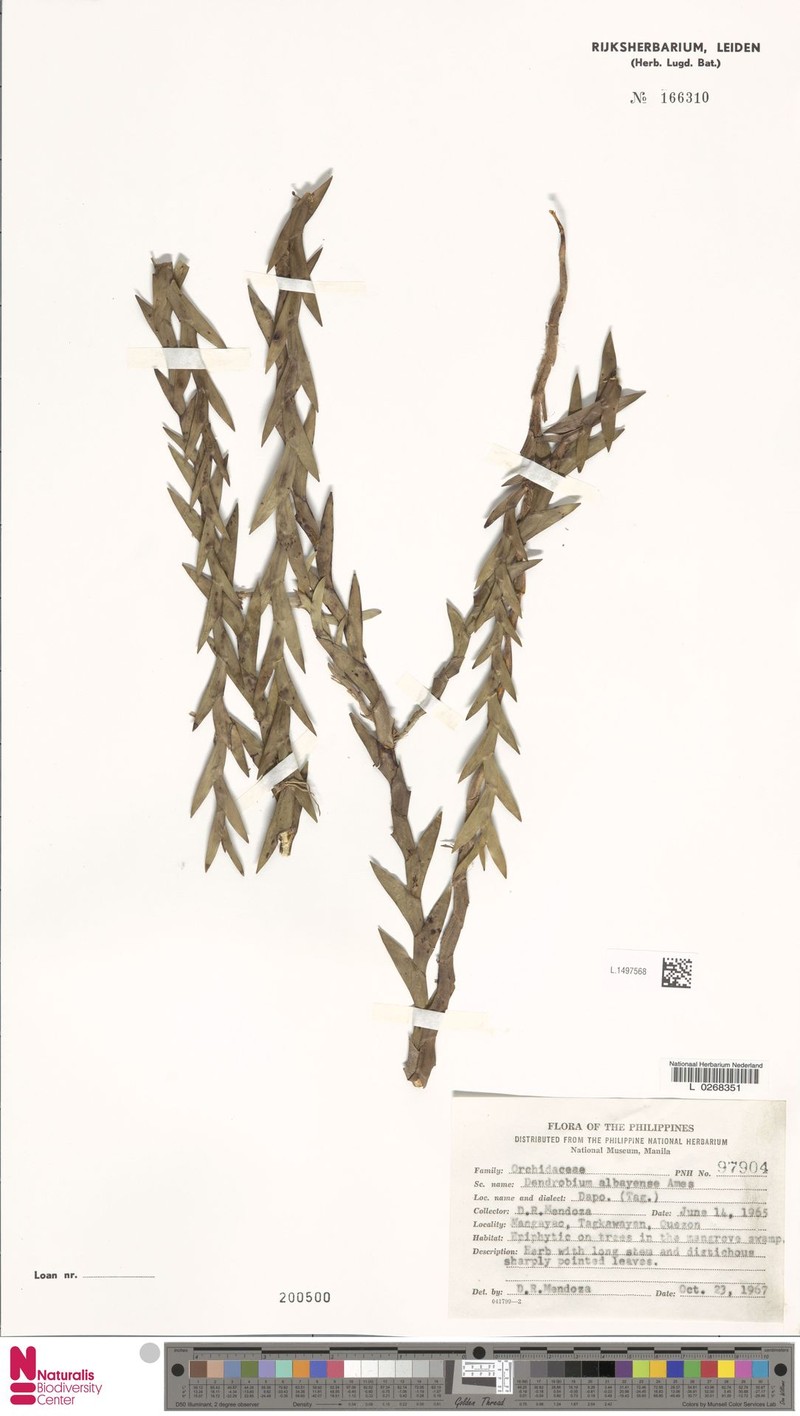 Dendrobium albayense