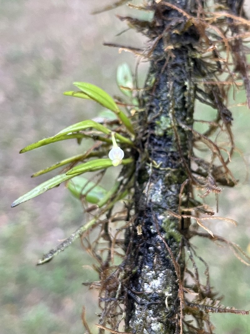 Dendrobium albiflorum photo 4