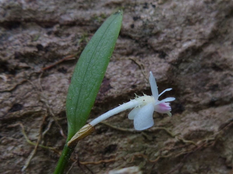 Dendrobium albiflorum photo 5