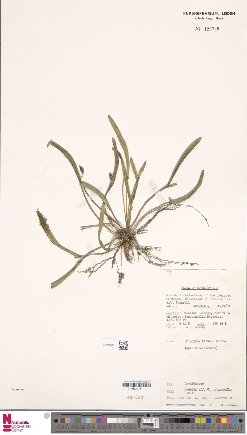 Dendrobium albiflorum photo 6