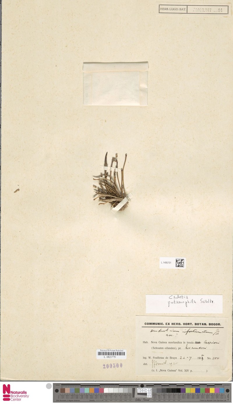 Dendrobium albiflorum photo 7