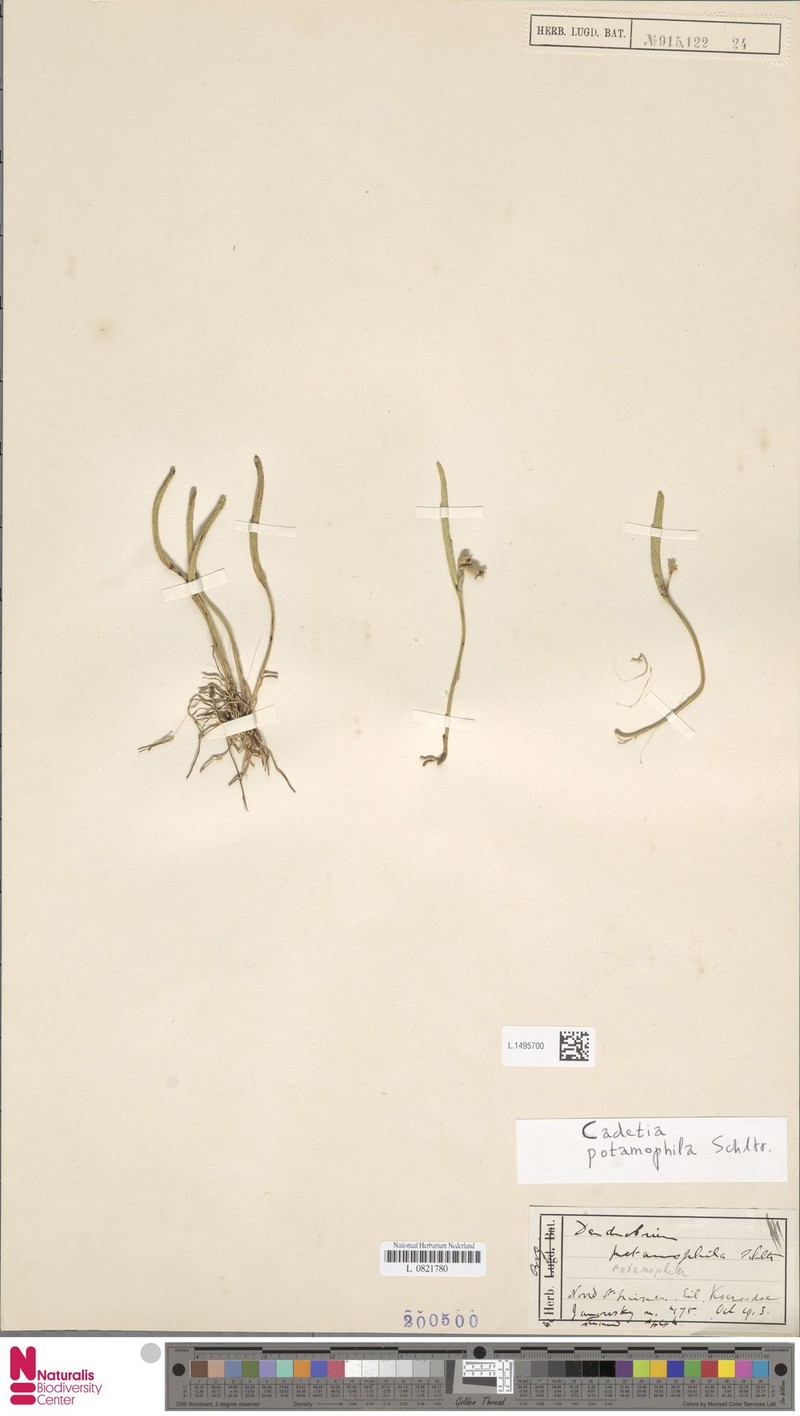 Dendrobium albiflorum photo 8