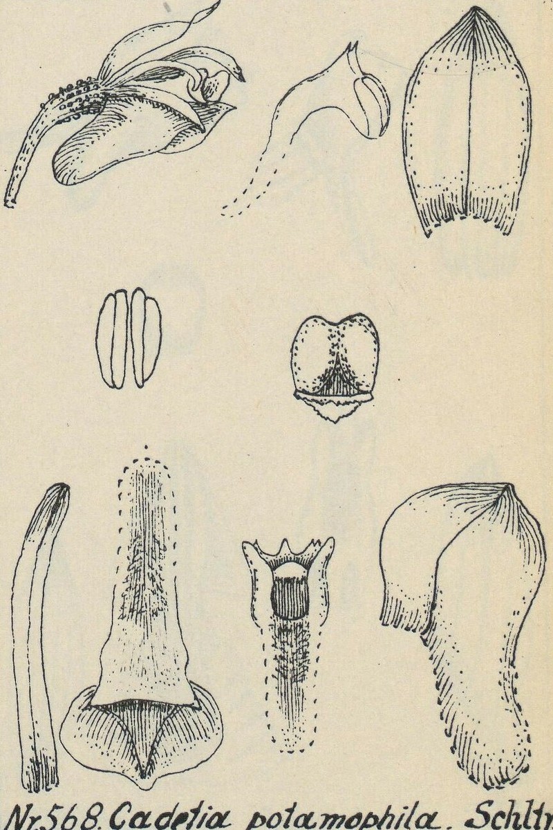 Dendrobium albiflorum