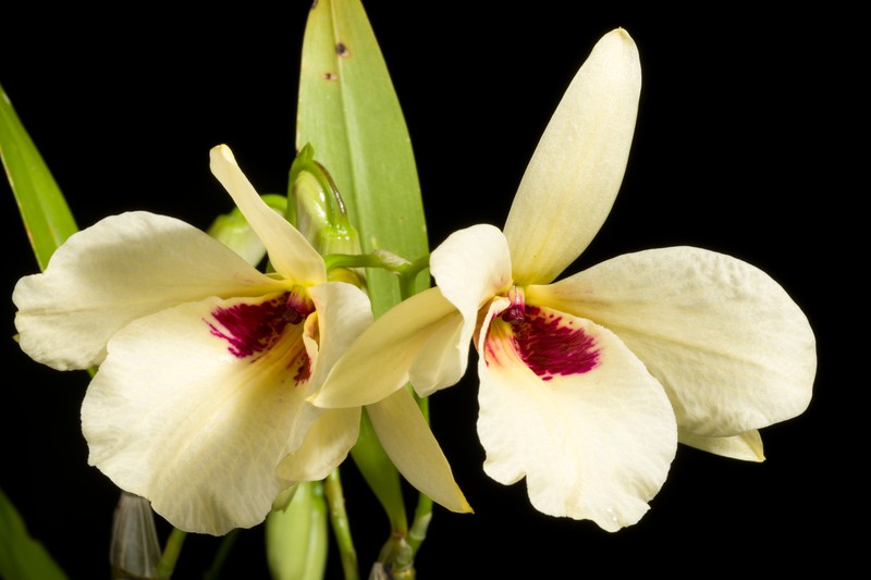 Dendrobium albosanguineum photo 2