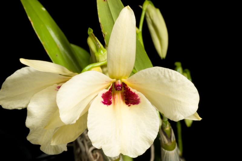 Dendrobium albosanguineum photo 3