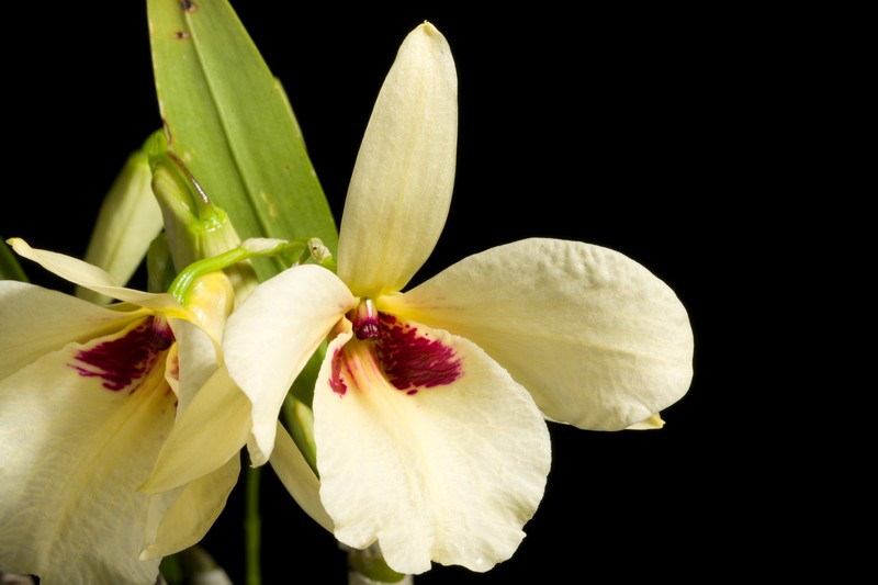 Dendrobium albosanguineum photo 4